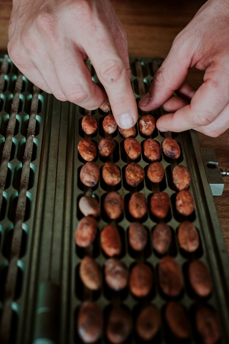 Organically farmed Cacao Beans checked during processing.