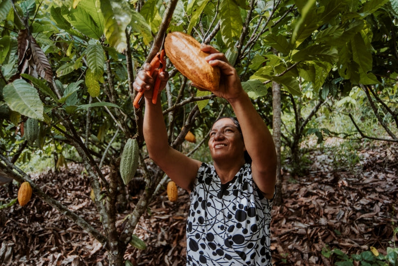 Lady picking organically farmed Cacao Beans